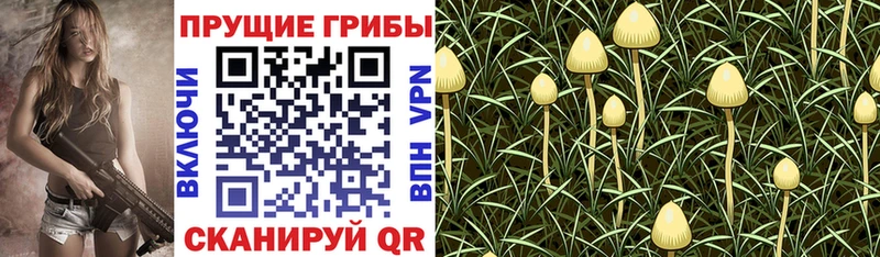 магазин продажи наркотиков  Сельцо  Псилоцибиновые грибы Psilocybine cubensis 